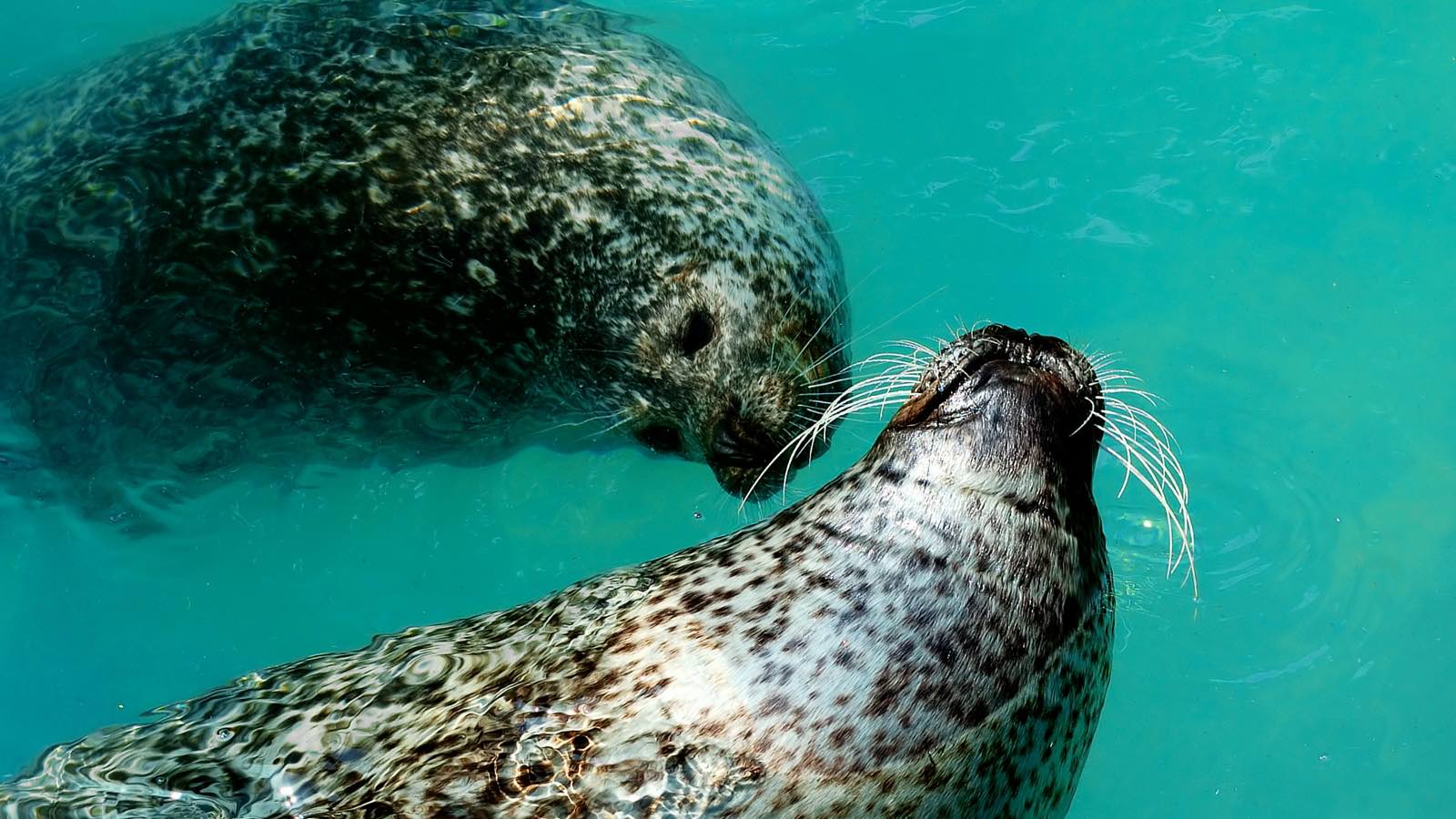 Foca-accoppiamento foca-accoppiamento