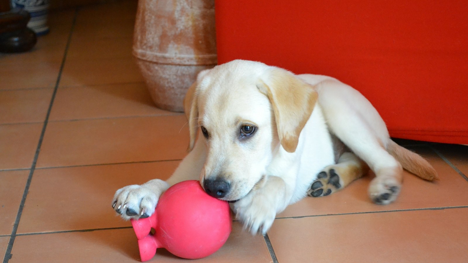 Lavarsi-sempre-le-mani-dopo-avere-accarezzato-i-cani-e-i-gatti lavarsi-sempre-le-mani-dopo-avere-accarezzato-i-cani-e-i-gatti