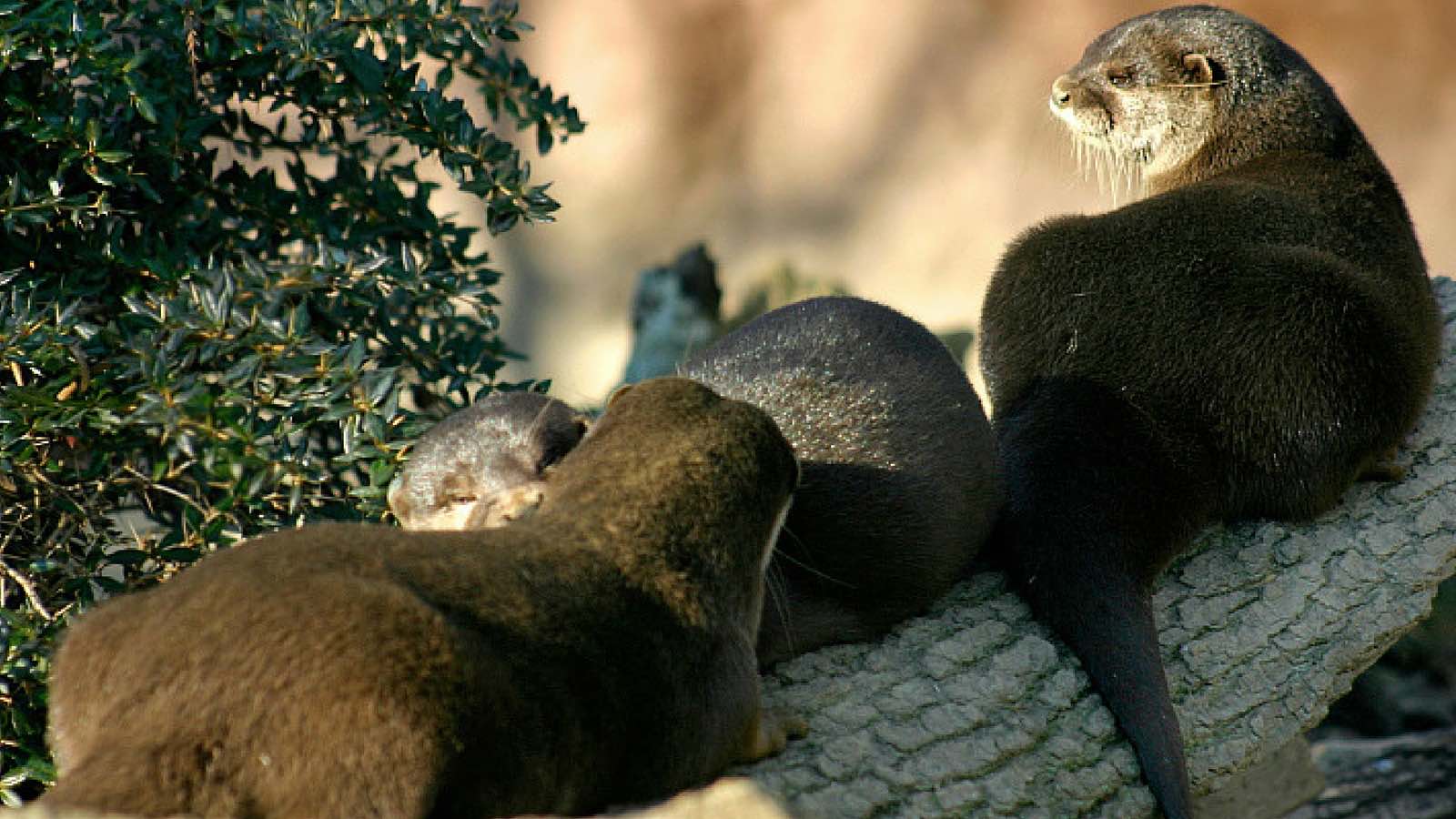 Lontra-accoppiamento lontra-accoppiamento